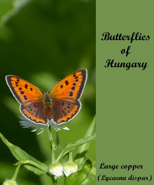 Butterflies of Hungary