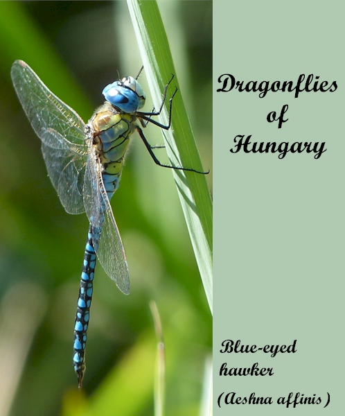 Dragonflies of Hungary